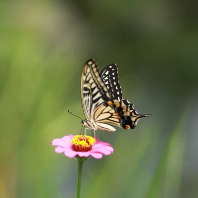 pieonane butterfly flower 3445794 400x400 1
